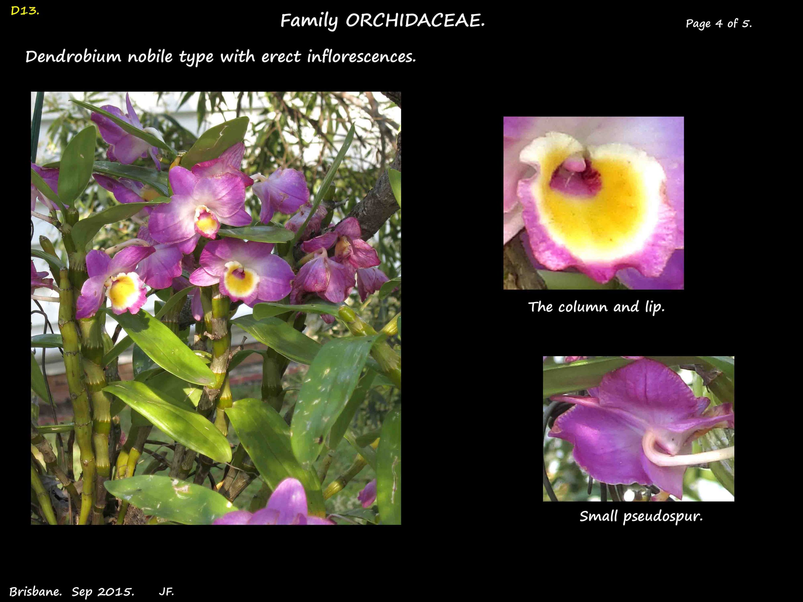 4 Dendrobium nobile flowers